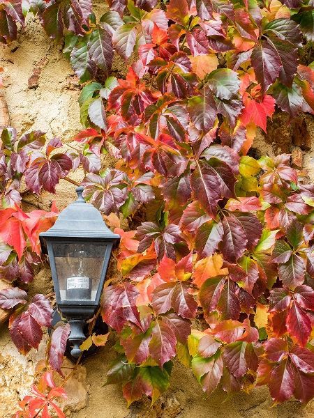 Italy-Chianti Climbing vine in fall colors and exterior lamp against a stone wall